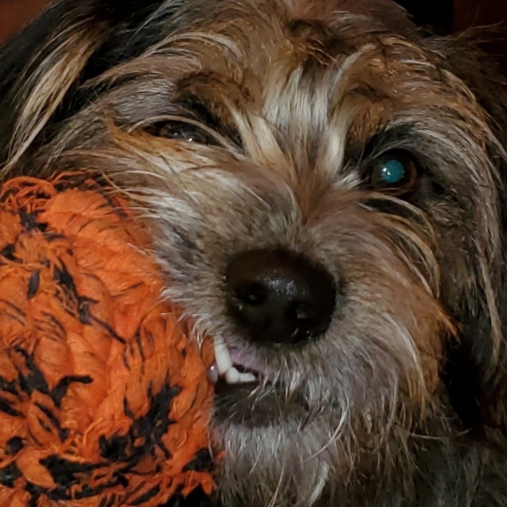 Meet your Posher, Bonnie